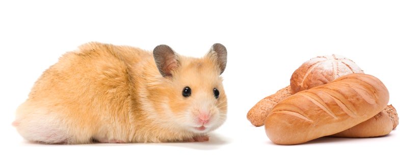 I criceti possono mangiare pane?