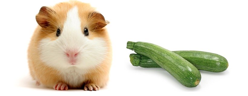I porcellini d'India possono mangiare le zucchine?