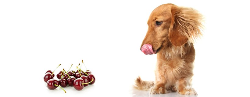 I cani possono mangiare le ciliegie?