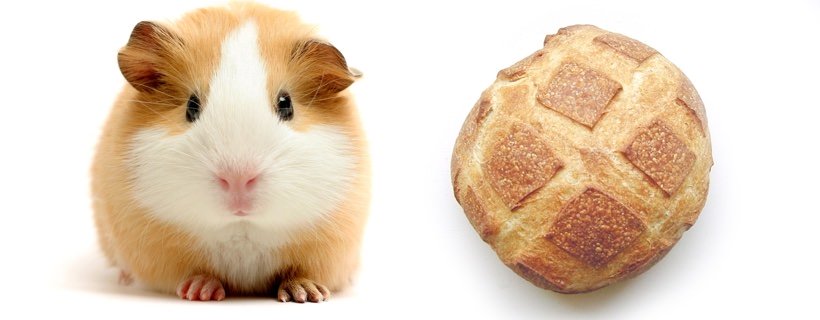 I porcellini d'India possono mangiare il pane?
