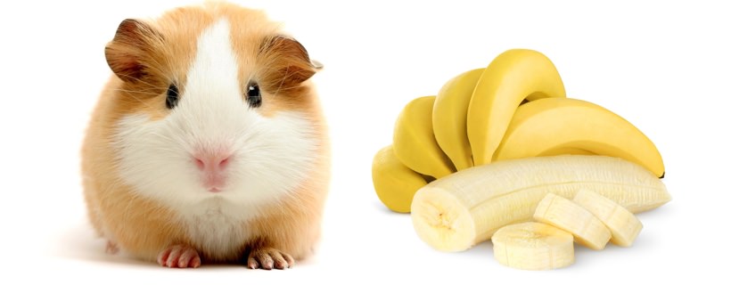 I porcellini d'India possono mangiare le banane?