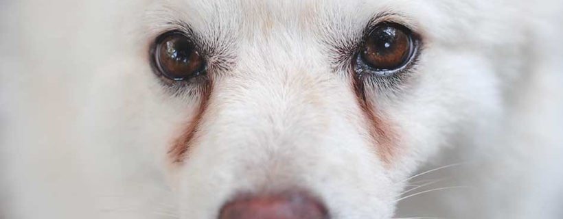 Macchie da lacrimazione nei cani: come prevenirle e curarle