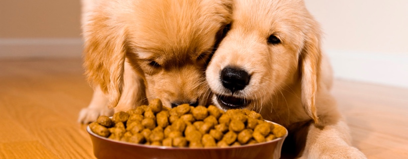 Cosa dare da mangiare ai cuccioli: l’alimentazione ideale