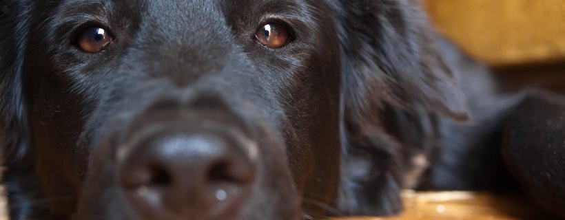 Mal di stomaco nei Cani: Come identificare e curare il mal di pancia