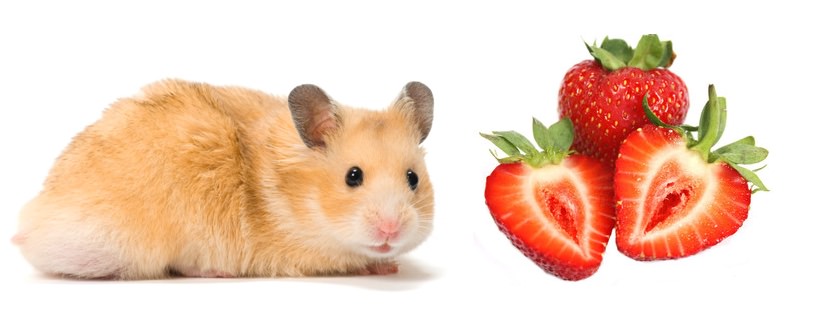 I Criceti possono mangiare le fragole?
