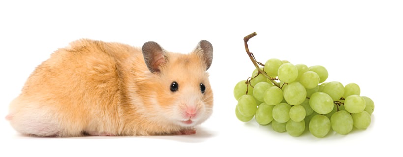 I criceti possono mangiare l’uva?