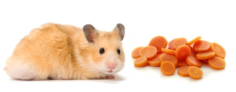 I criceti possono mangiare carote?