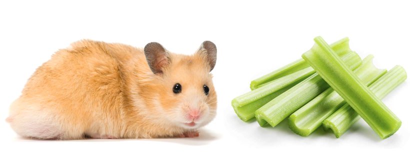 I criceti possono mangiare il sedano?