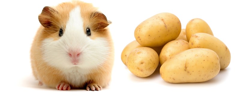 I Porcellini d'India possono mangiare le patate?