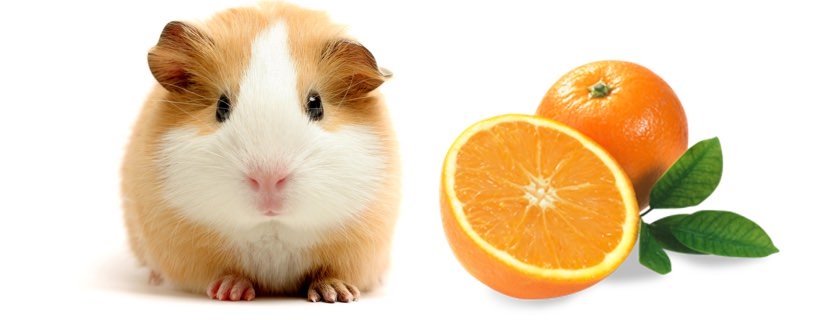 I porcellini d'India possono mangiare le arance?