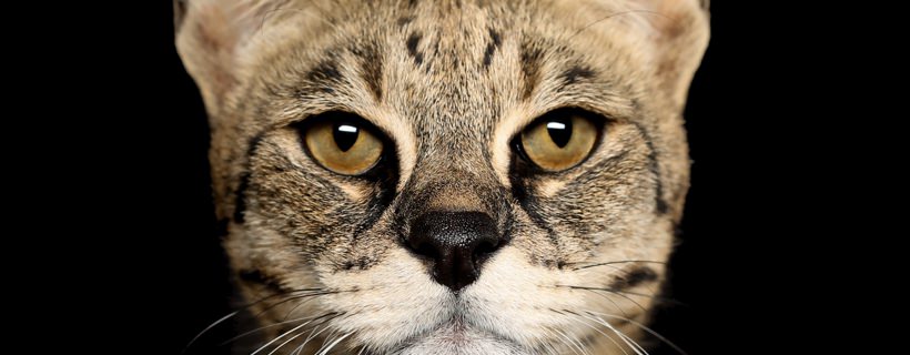 Le 8 razze di gatti domestici pi&ugrave; grandi del Mondo