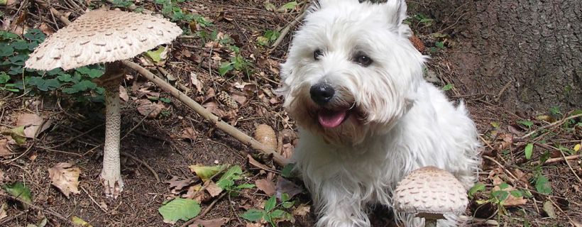 Intossicazione da funghi nel cane: I sintomi & Rimedi