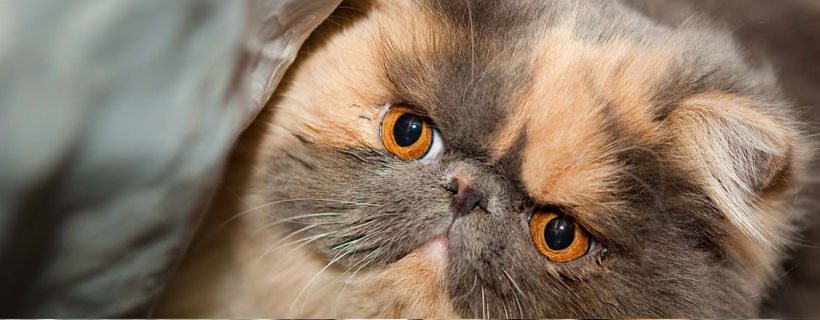 10 delle razze di gatti pi&ugrave; amichevoli del mondo