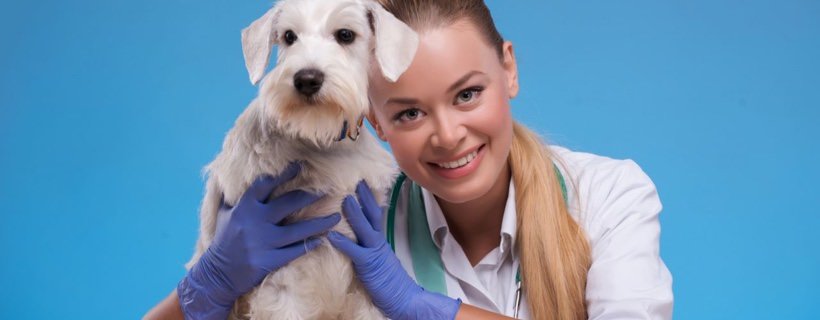 A che et&agrave; dovreste castrare o sterilizzare il vostro cane?