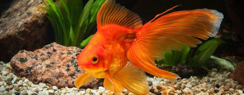 I fantastici pesci rossi Fantail: 35 suggerimenti per prendersene cura + altre informazioni utili