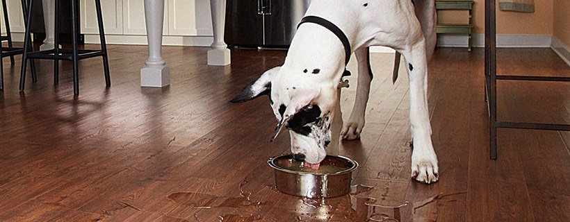 I pericoli dei pavimenti laminati per i cani