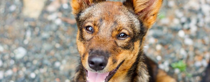 Quali sono le condizioni di salute canine più contagiose?