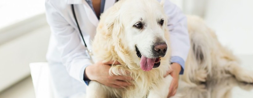 Si pu&ograve; vaccinare una cagnolina incinta?