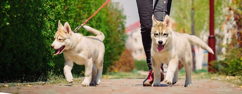 Pressione alta nei Cani: sintomi, rimedi, dieta e cura per l'ipertensione