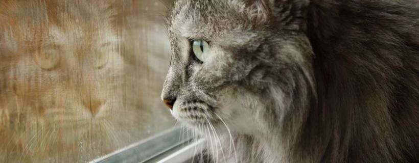 Perché alcuni gatti vanno sotto la pioggia?