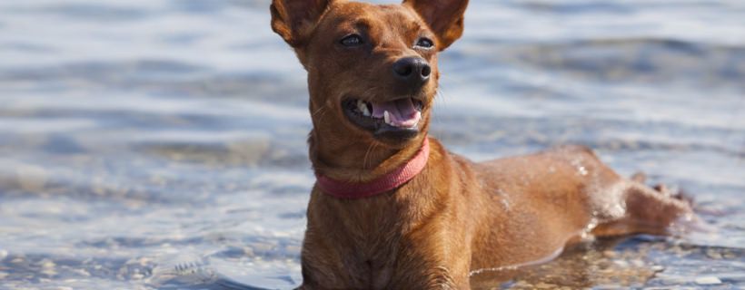 L’acqua di mare &egrave; pericolosa per i cani?