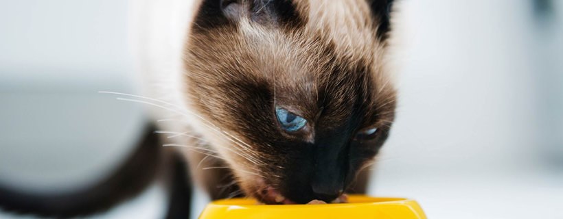 Perché il gatto non mangia? Le possibili cause della perdita di appetito