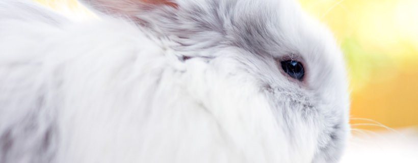 Perdita di pelo nei conigli: le cause e i trattamenti