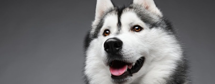 Siberian Husky: salute ereditaria e longevità