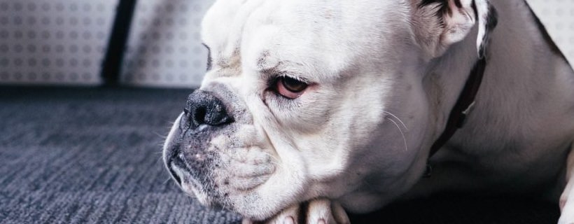 Giardia nel cane: le cause, i sintomi e il trattamento per la giardiasi