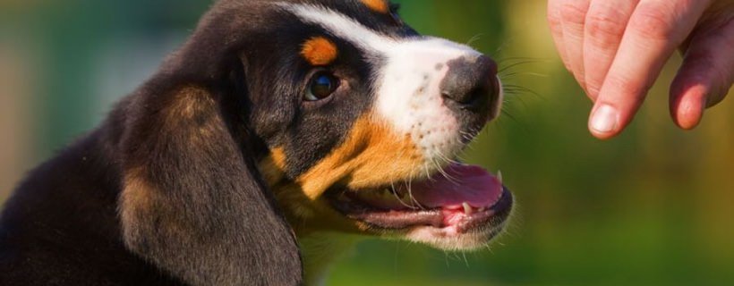 L’inibizione del morso: come insegnare al vostro cane a non mordere