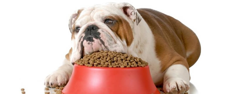 Domande frequenti sulla nutrizione dei cani