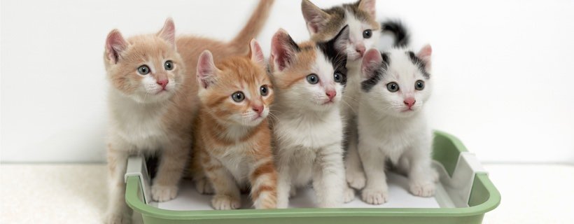 La lettiera per gatti pu&ograve; causare delle reazioni allergiche negli esseri umani?