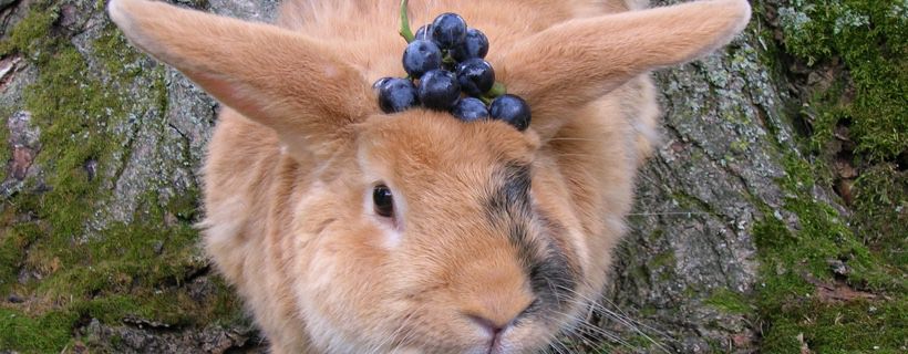 I conigli possono mangiare l’uva?