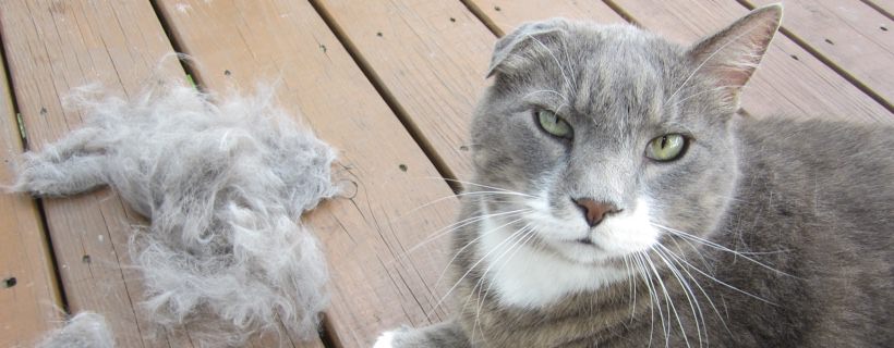 I gatti e le palle di pelo: sono un pericolo per il tuo gatto?
