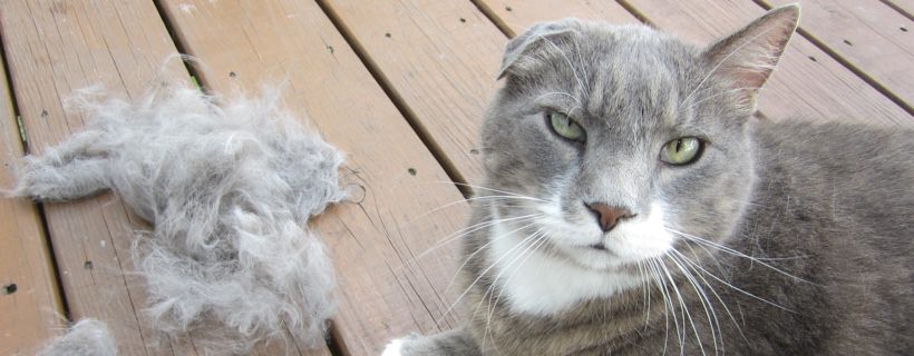 Consigli su come mantenere i peli del gatto sotto controllo in