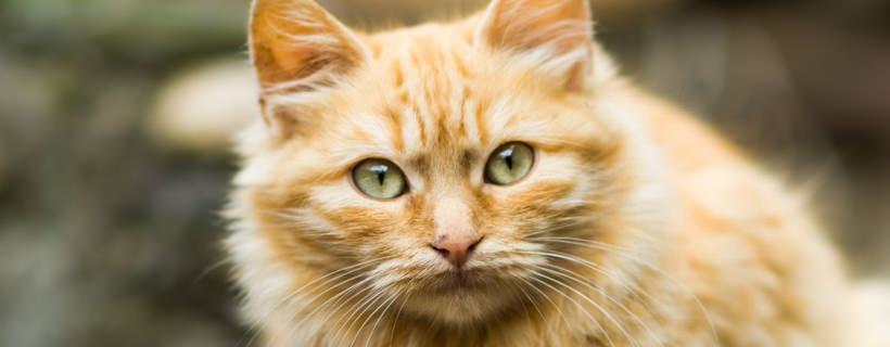 Tosse cronica nei gatti: sintomi, cause e terapie