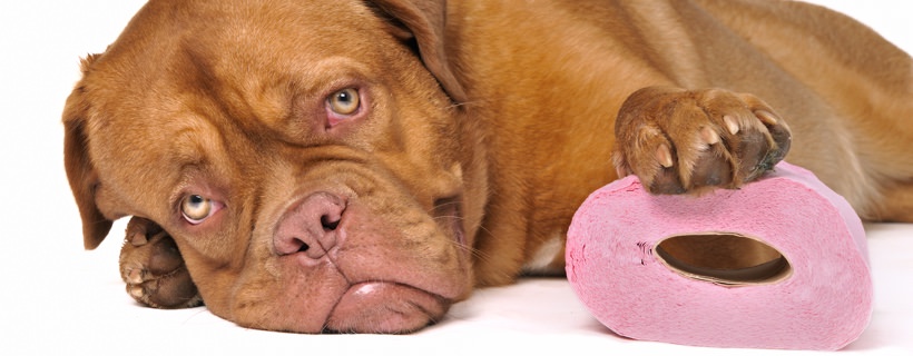 Stitichezza nei cani: i migliori rimedi casalinghi (provati)