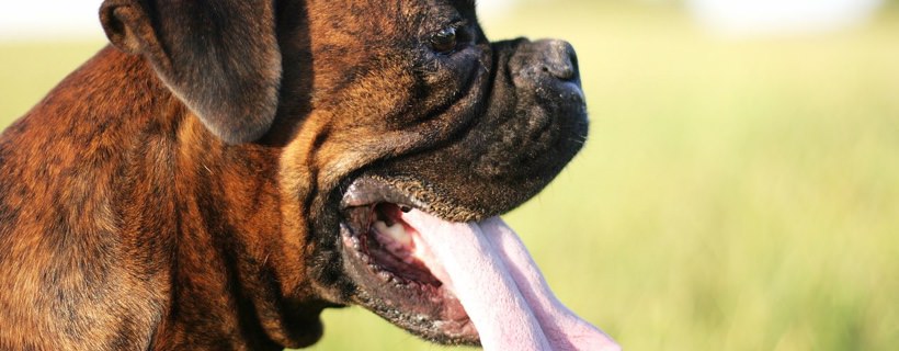 7 curiosità sulla saliva dei cani