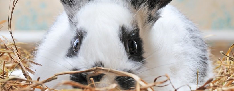 Il tuo coniglio ha la diarrea? Cosa dargli da mangiare e cosa fare
