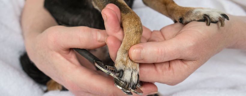 I 7 problemi che potrebbero colpire gli artigli del tuo cane