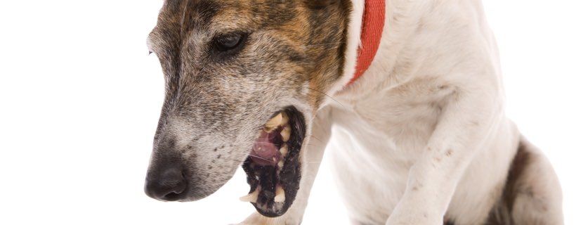 Perché i cani vomitano schiuma bianca? Cause e rimedi