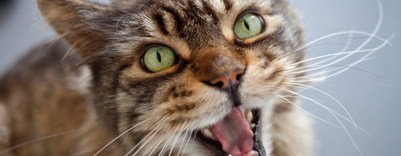 7 possibili ragioni per cui il vostro gatto miagola di continuo