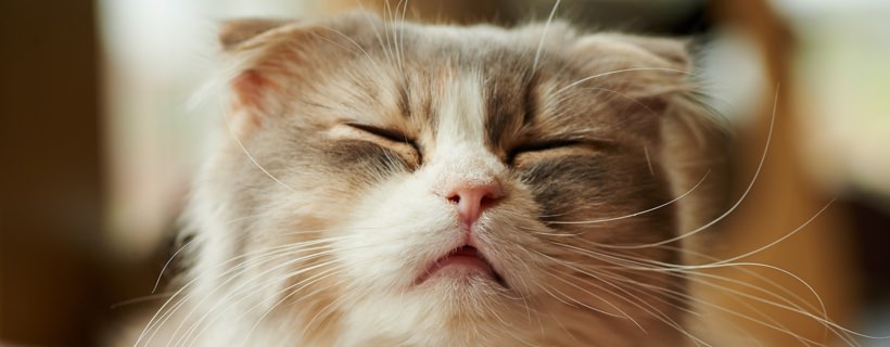Quando i gatti starnutiscono: le cause, i sintomi e le cure