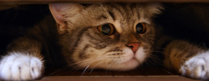Un gatto pauroso: come aiutare un gatto a superare le sue paure