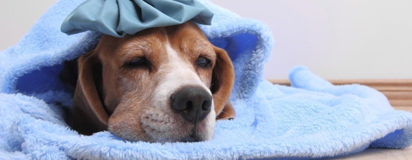 Febbre nel cane: sintomi e cure (guida veterinaria)