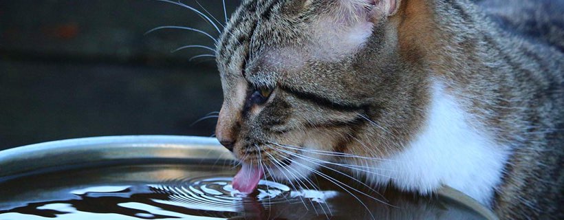 Il gatto beve troppa acqua? Ecco quali sono i motivi