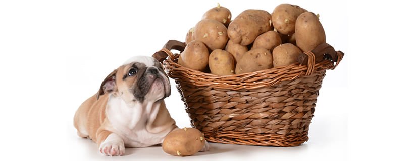I cani possono mangiare le patate? Benefici, rischi e consigli