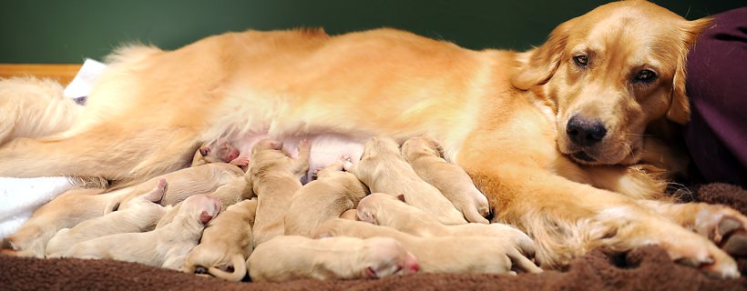 Gravidanza e Gestazione canina: quanto dura una gravidanza canina?