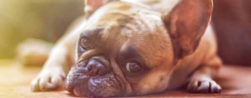 Fibromi penduli nei cani: tutto quello che c’è da sapere