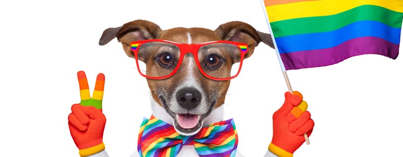 I cani possono essere gay? Esistono davvero cani omosessuali?